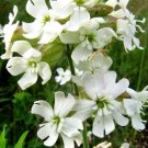 10,000 Bulk Seeds Bellflower Tussock Blue Campanula Carpatica