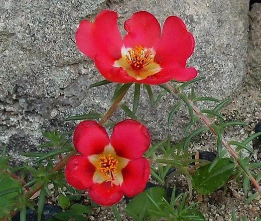 1,000 Bulk Seeds Catchfly Nodding Rose Triumph Silene Pendula