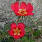 1,000 Bulk Seeds Catchfly Nodding Rose Triumph Silene Pendula