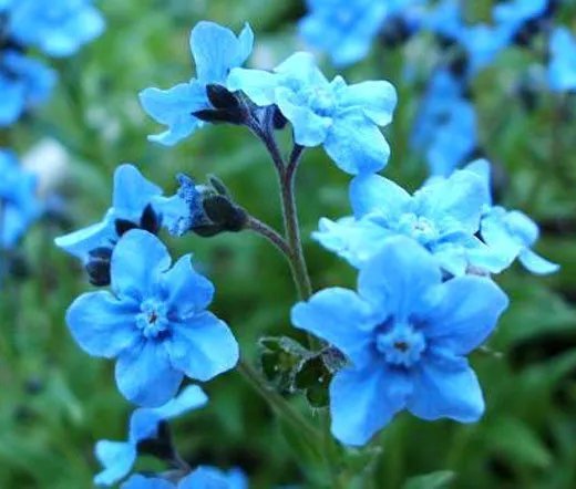 200 Bulk Seeds Aster Milady Rose Dwarf Callistephus Chinensis