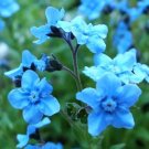 200 Bulk Seeds Aster Milady Rose Dwarf Callistephus Chinensis