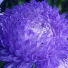 20 Seeds Sedum Oregon Stonecrop Sedum Hybridum Usps Shipping