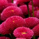 200 Seeds Coneflower Purple Echinacea Purpurea Usps Shipping