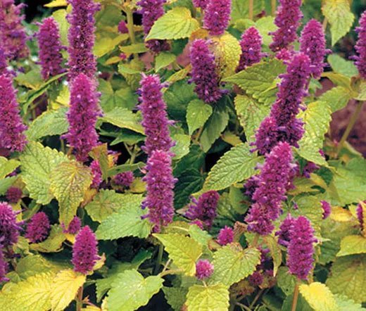 400 Bulk Seeds Lettuce Looseleaf Black Seeded Simpson Organic