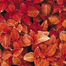 10,000 Bulk Seeds California Poppy Ballerina Mix Eschscholzia