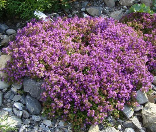 100 Bulk Seeds Agastache Apricot Sprite Agastache Aurantiaca