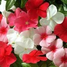 1,000 Bulk Seeds Zinnia Scabiosa Flowered Mix Zinnia Elegans