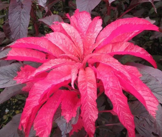 500 Bulk Seeds Hare'S Ear Bupleurum Rotundifolium Griffithii