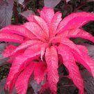 500 Bulk Seeds Hare'S Ear Bupleurum Rotundifolium Griffithii