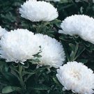 1,000 Bulk Seeds Amaranthus Illumination Amaranthus Tricolor