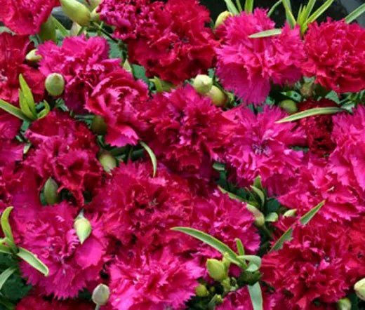 2,000 Bulk Seeds Lettuce Romaine Cimarron Red Lactuca Sativa