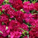 2,000 Bulk Seeds Lettuce Romaine Cimarron Red Lactuca Sativa