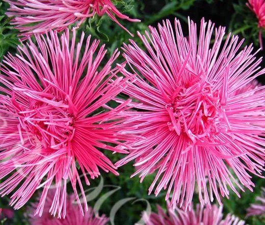 200 Bulk Seeds Carnation Grenadin Rose Dianthus Caryophyllus