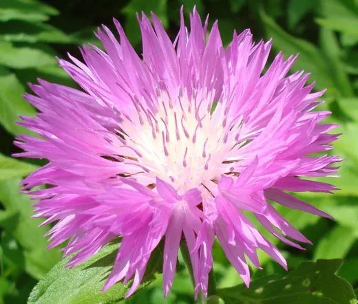 50 Bulk Seeds Leek American Flag Organic Allium Ampeloprasum