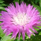 50 Bulk Seeds Leek American Flag Organic Allium Ampeloprasum
