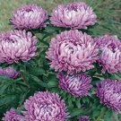200 Bulk Seeds Aster Pompon Blue Moon Callistephus Chinensis