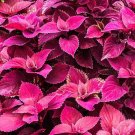 250 Seeds Cosmos Sea Shells Cosmos Bipinnatus Usps Shipping