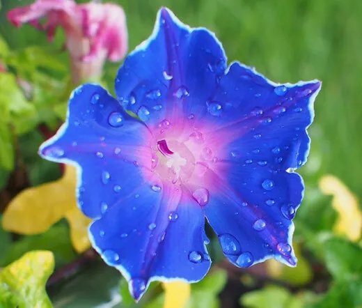 500 Seeds African Daisy Dimorphotheca Sinuata Usps Shipping