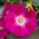 500 Bulk Seeds Aubrieta Rock Cress Cascade Mix Superbissima