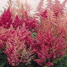 500 Bulk Seeds Aubrieta Rock Cress Cascade Red Superbissima