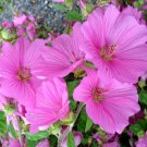 1,000 Bulk Seeds Aubrieta Rock Cress Whitewell Gem Aubrieta