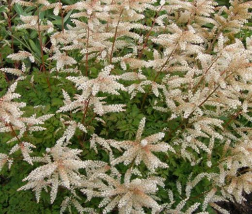 2,000 Bulk Seeds Cress Curled Peppergrass Lepidium Sativum