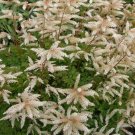 2,000 Bulk Seeds Cress Curled Peppergrass Lepidium Sativum