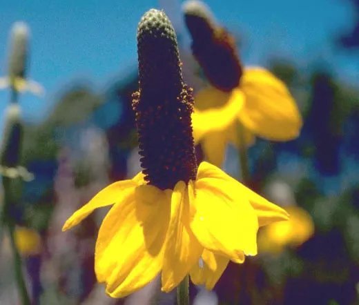 200 Bulk Seeds Aster Pompon Hinomaru Callistephus Chinensis
