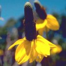200 Bulk Seeds Aster Pompon Hinomaru Callistephus Chinensis