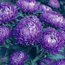 200 Bulk Seeds Anise Hyssop Blue Spike Agastache Foeniculum