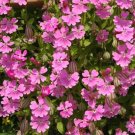 10,000 Bulk Seeds Alyssum Carpet Of Snow Lobularia Maritima