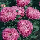 25,000 Bulk Seeds Zinnia Pumila Mixed Colors Zinnia Elegans
