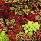 100 Seeds Zinnia Cherry Queen Zinnia Elegans Usps Shipping
