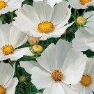 1,000 Seeds Baby'S Breath Gypsophila Elegans Usps Shipping