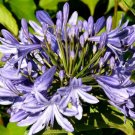 1,000 Seeds Bishop'S Flower Ammi Majus Seeds Usps Shipping