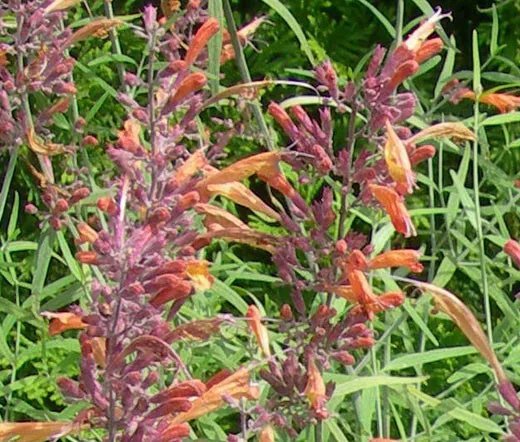 1,000 Seeds Dames Rocket Hesperis Matronalis Usps Shipping