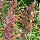 1,000 Seeds Dames Rocket Hesperis Matronalis Usps Shipping