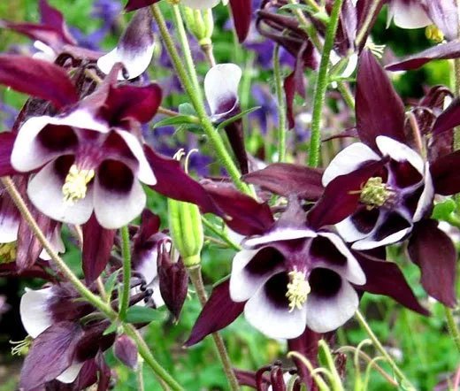 500 Seeds Daisy Shasta Chrysanthemum Maximum Usps Shipping