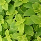 100 Seeds Sedum Dragon'S Blood Sedum Spurium Usps Shipping