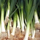 50 Bulk Seeds Onion Bunching He Shi Ko Organic Allium Cepa
