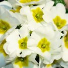 5,000 Bulk Seeds Ice Plant Mix Dorotheanthus Bellidiformis