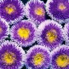 1,000 Bulk Seeds Brachycome White Brachycome Iberidifolia