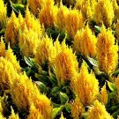 50 Bulk Seeds Fountain Grass Oriental Pennisetum Orientale