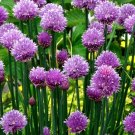 5,000 Bulk Seeds Zinnia Dahlia Mixed Colors Zinnia Elegans