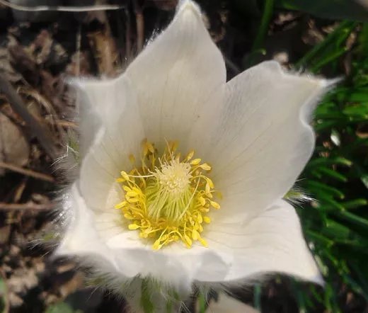100 Bulk Seeds Burning Bush Kochia Scoparia Usps Shipping
