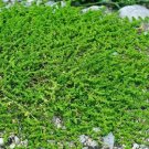 500 Bulk Seeds Aubrieta Rock Cress Cascade Purple Aubrieta
