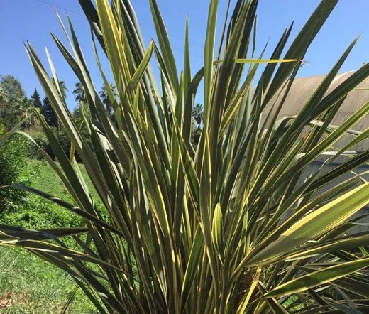 200 Bulk Seeds Cigar Plant Mixed Colors Cuphea Ignea Coan