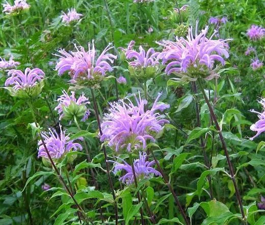 300 Bulk Seeds Sedum Summer Glory Stonecrop Sedum Spurium