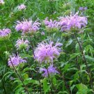 300 Bulk Seeds Sedum Summer Glory Stonecrop Sedum Spurium