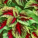 15,000 Bulk Seeds Clover Crimson Red Trifolium Incarnatum